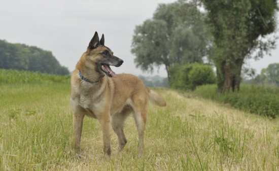 Belgischer Schäferhund, MalinoisTierheim, Tierschutz Belgischer Schäferhund, Malinoisim Tierheim - Avarap (Avi)