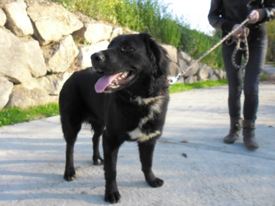 Labrador Retriever, Berner Sennenhund, MischlingTierheim, Tierschutz Labrador Retriever, Berner Sennenhund, Mischlingim Tierheim - Rosa