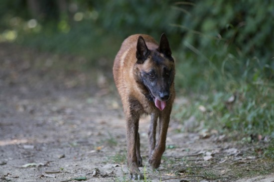 Belgischer Schäferhund, MalinoisTierheim, Tierschutz Belgischer Schäferhund, Malinoisim Tierheim - Dalzan