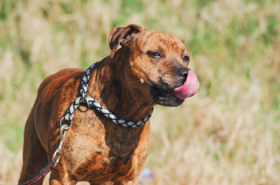 Boxer, Staffordshire Terrier, MischlingTierheim, Tierschutz Boxer, Staffordshire Terrier, Mischlingim Tierheim - Pablo