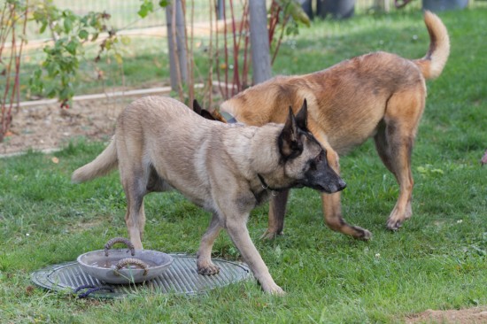Belgischer Schäferhund, MalinoisTierheim, Tierschutz Belgischer Schäferhund, Malinoisim Tierheim - Fire