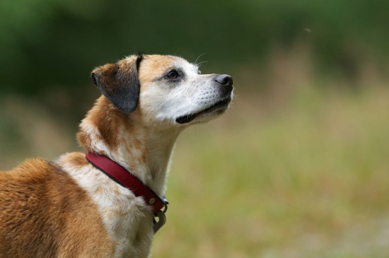 Beagle, MischlingTierheim, Tierschutz Beagle, Mischlingim Tierheim - Toni
