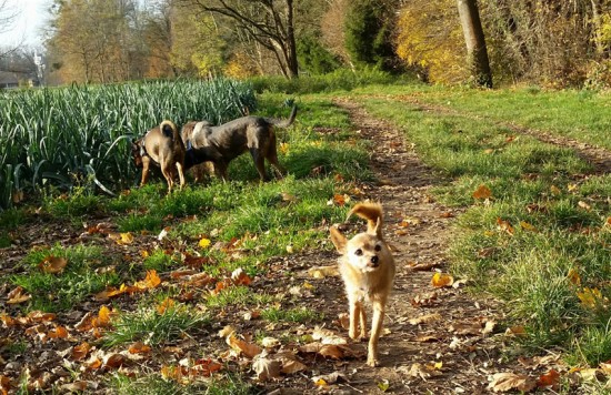 Chihuahua, Yorkshire Terrier, MischlingTierheim, Tierschutz Chihuahua, Yorkshire Terrier, Mischlingim Tierheim - Tina