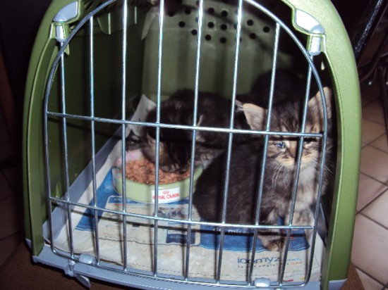 Tierheim, Tierschutz im Tierheim - ausgesetzte Kitten