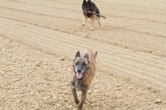Belgischer Schäferhund, MalinoisTierheim, Tierschutz Belgischer Schäferhund, Malinoisim Tierheim - Bebe