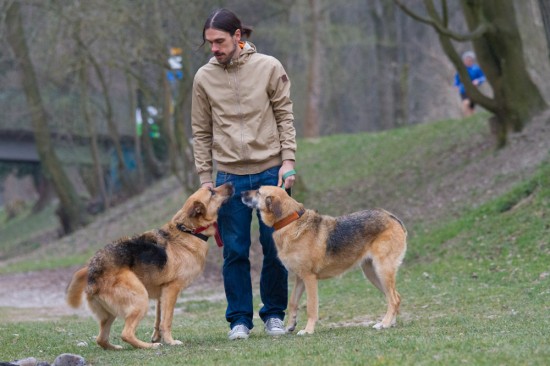 Deutscher Schäferhund, MischlingTierheim, Tierschutz Deutscher Schäferhund, Mischlingim Tierheim - Nicky 