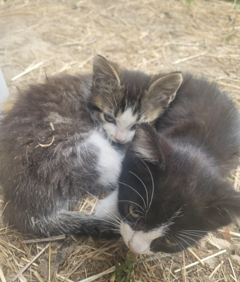 Zwei Kitten aus F-Mooslargue, geboren von einer verwilderten Kätzin auf einem Pferdehof