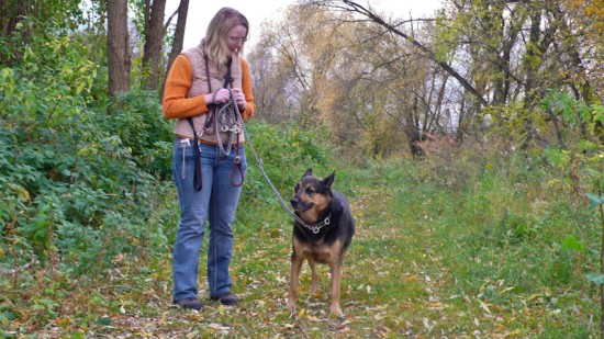 Deutscher Schäferhund, MischlingTierheim, Tierschutz Deutscher Schäferhund, Mischlingim Tierheim - Tango