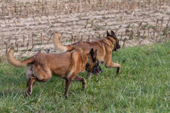 Belgischer Schäferhund, MalinoisTierheim, Tierschutz Belgischer Schäferhund, Malinoisim Tierheim - Effone