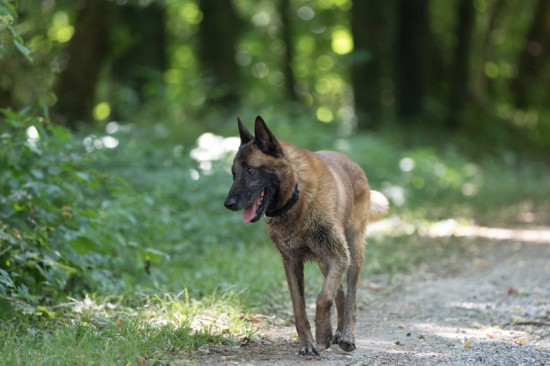 Belgischer Schäferhund, MalinoisTierheim, Tierschutz Belgischer Schäferhund, Malinoisim Tierheim - Dalzan
