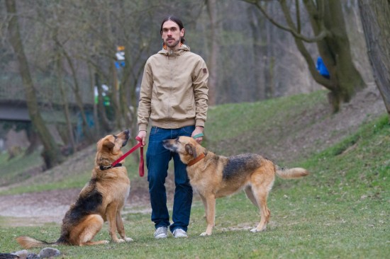 Deutscher Schäferhund, MischlingTierheim, Tierschutz Deutscher Schäferhund, Mischlingim Tierheim - Nicky 