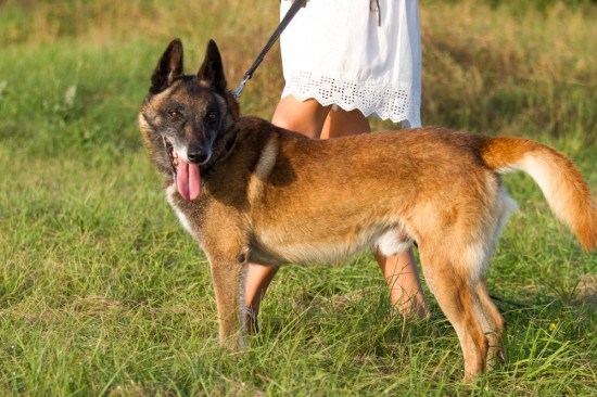 Belgischer Schäferhund, MalinoisTierheim, Tierschutz Belgischer Schäferhund, Malinoisim Tierheim - Stinger