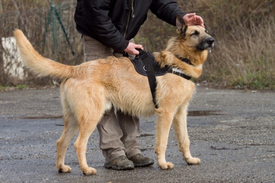Irish Wolfhound, MischlingTierheim, Tierschutz Irish Wolfhound, Mischlingim Tierheim - Tyson 2