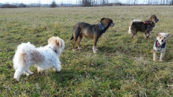 West Highland White Terrier, Jack Russel, MischlingTierheim, Tierschutz West Highland White Terrier, Jack Russel, Mischlingim Tierheim - Guizmo (Gigi)
