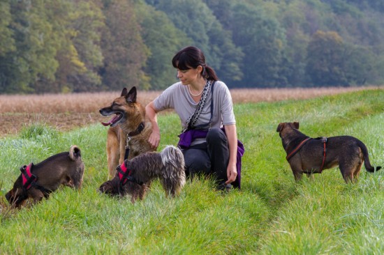 Belgischer Schäferhund, MalinoisTierheim, Tierschutz Belgischer Schäferhund, Malinoisim Tierheim - Pedro