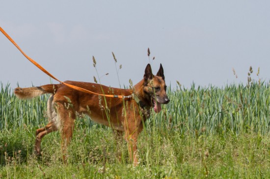 Belgischer Schäferhund, MalinoisTierheim, Tierschutz Belgischer Schäferhund, Malinoisim Tierheim - Navarro