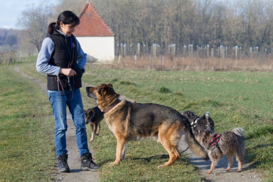 Deutscher SchäferhundTierheim, Tierschutz Deutscher Schäferhundim Tierheim - Vox