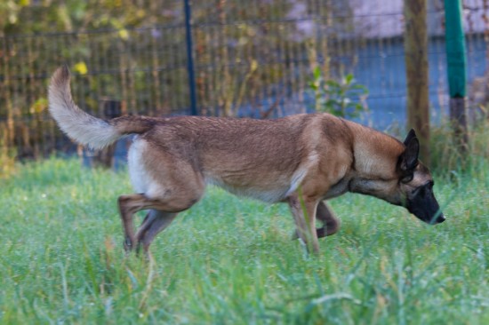 Belgischer Schäferhund, MalinoisTierheim, Tierschutz Belgischer Schäferhund, Malinoisim Tierheim - Gilli