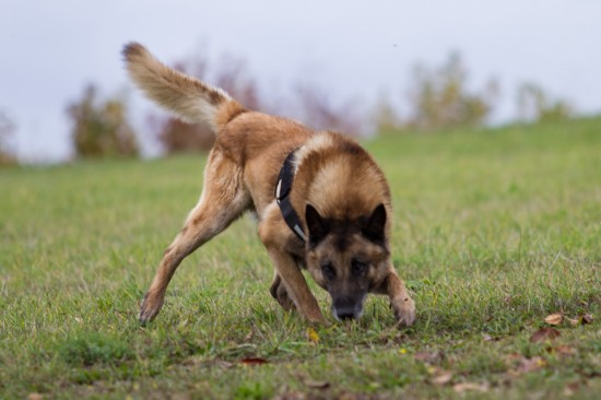 Belgischer Schäferhund, MalinoisTierheim, Tierschutz Belgischer Schäferhund, Malinoisim Tierheim - Dacota (Sprengstoffsuchhund)