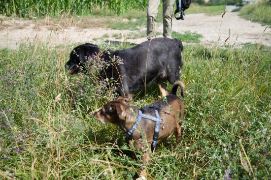 Labrador Retriever, Rottweiler, MischlingTierheim, Tierschutz Labrador Retriever, Rottweiler, Mischlingim Tierheim - Leu