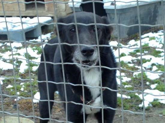 Labrador Retriever, MischlingTierheim, Tierschutz Labrador Retriever, Mischlingim Tierheim - Blacky, jetzt Bailey