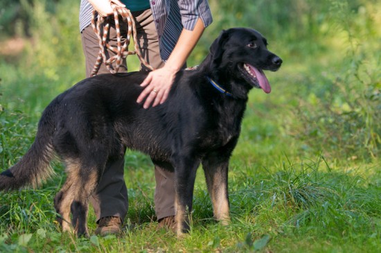 Labrador Retriever, Beauceron, MischlingTierheim, Tierschutz Labrador Retriever, Beauceron, Mischlingim Tierheim - Pascha