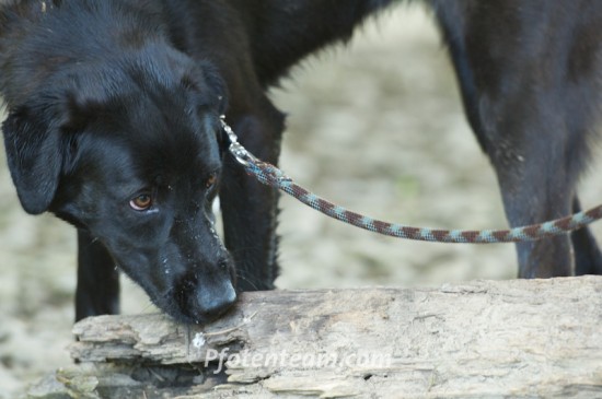Labrador Retriever, MischlingTierheim, Tierschutz Labrador Retriever, Mischlingim Tierheim - Fifi