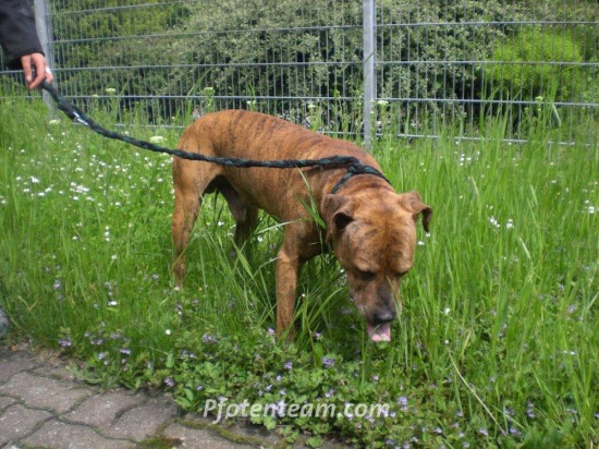 Boxer, Staffordshire Terrier, MischlingTierheim, Tierschutz Boxer, Staffordshire Terrier, Mischlingim Tierheim - Pablo