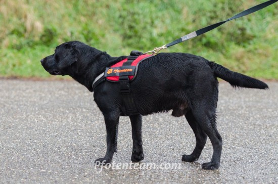 Labrador Retriever, MischlingTierheim, Tierschutz Labrador Retriever, Mischlingim Tierheim - Shorty