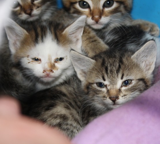 SPENDENAUFRUF BEENDET - Flutwelle ausgesetzter und abgegebener Kitten - viele sind krank, mussten sofort zum Tierarzt und intensiv versorgt werden