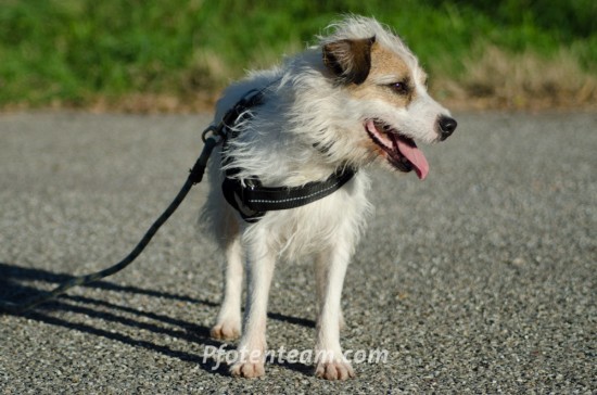 Parson Russell Terrier, MischlingTierheim, Tierschutz Parson Russell Terrier, Mischlingim Tierheim - Dexter 2