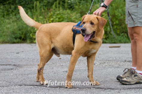 Labrador Retriever, MischlingTierheim, Tierschutz Labrador Retriever, Mischlingim Tierheim - Kenzo 2