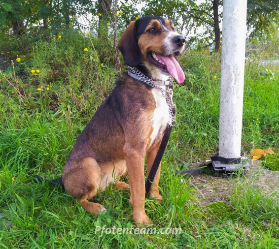 Beagle, Border Collie, MischlingTierheim, Tierschutz Beagle, Border Collie, Mischlingim Tierheim - Ficelle