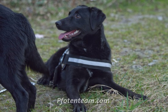 Labrador Retriever, MischlingTierheim, Tierschutz Labrador Retriever, Mischlingim Tierheim - Domino