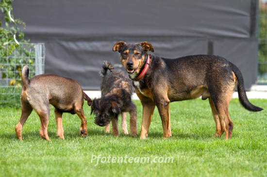 Entlebucher Sennenhund, MischlingTierheim, Tierschutz Entlebucher Sennenhund, Mischlingim Tierheim - Lewis