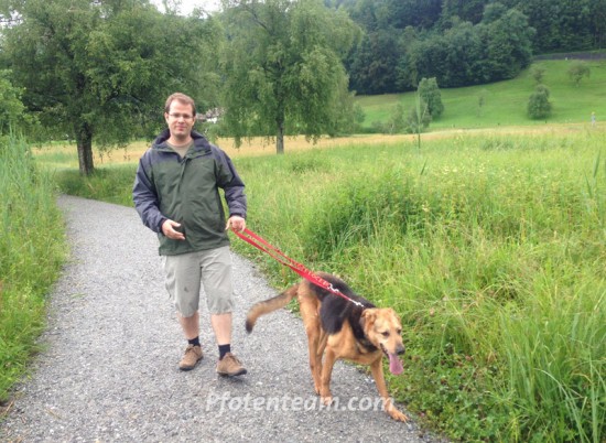 Schäferhund, MischlingTierheim, Tierschutz Schäferhund, Mischlingim Tierheim - Willow