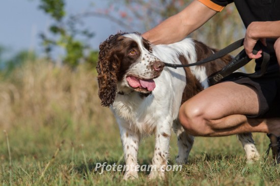 Welsh Springer SpanielTierheim, Tierschutz Welsh Springer Spanielim Tierheim - Gouguy (der gute Laune Hund)