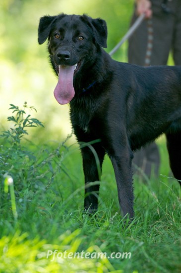 Labrador Retriever, MischlingTierheim, Tierschutz Labrador Retriever, Mischlingim Tierheim - Fifi