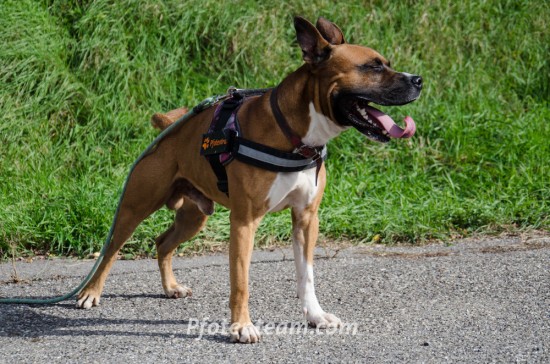 American Staffordshire Terrier, MischlingTierheim, Tierschutz American Staffordshire Terrier, Mischlingim Tierheim - Eros