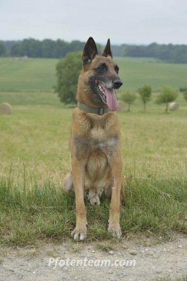 Belgischer Schäferhund, MalinoisTierheim, Tierschutz Belgischer Schäferhund, Malinoisim Tierheim - Dante