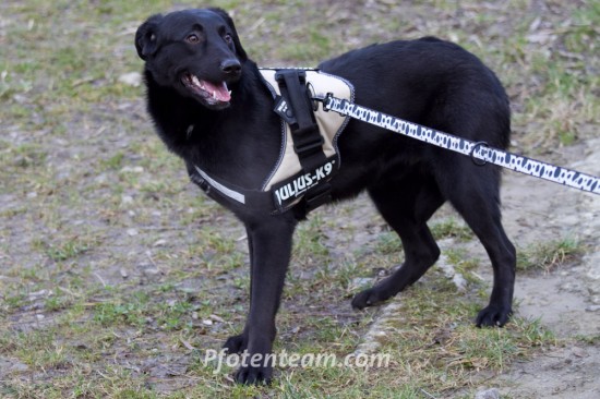 Labrador Retriever, MischlingTierheim, Tierschutz Labrador Retriever, Mischlingim Tierheim - Domino