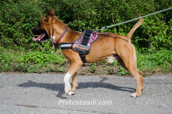 American Staffordshire Terrier, MischlingTierheim, Tierschutz American Staffordshire Terrier, Mischlingim Tierheim - Eros