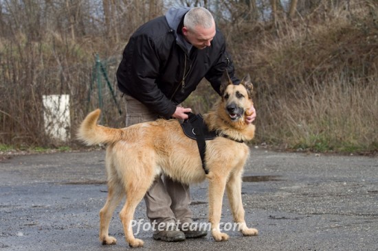 Irish Wolfhound, MischlingTierheim, Tierschutz Irish Wolfhound, Mischlingim Tierheim - Tyson 2