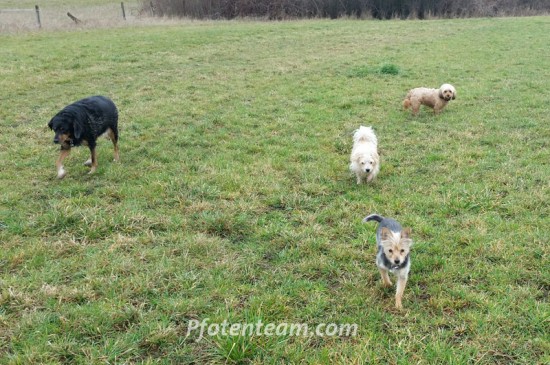 West Highland White Terrier, Jack Russel, MischlingTierheim, Tierschutz West Highland White Terrier, Jack Russel, Mischlingim Tierheim - Guizmo (Gigi)