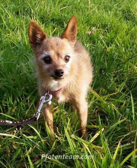 Chihuahua, Yorkshire Terrier, MischlingTierheim, Tierschutz Chihuahua, Yorkshire Terrier, Mischlingim Tierheim - Tina