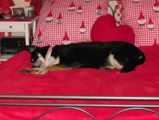 Oskar (Pippa) schläft im Himmelbett