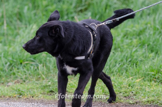 Labrador Retriever, MischlingTierheim, Tierschutz Labrador Retriever, Mischlingim Tierheim - Shadow
