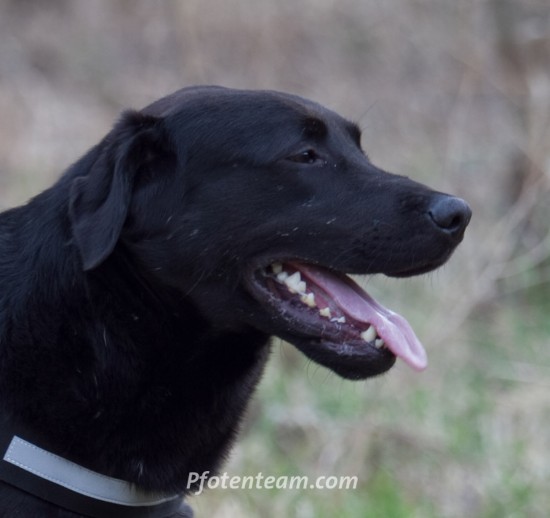Labrador Retriever, MischlingTierheim, Tierschutz Labrador Retriever, Mischlingim Tierheim - Jorno