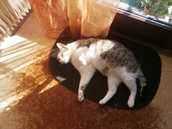 Igor chillt in der Sonne