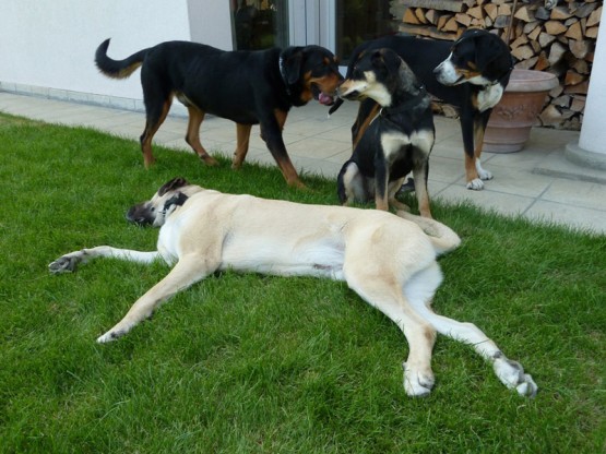Dylan, Prince und Mila - angekommen im Hundeparadies